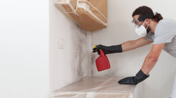 Professional Basement Mold Removal technician working in Lakewood, NY
